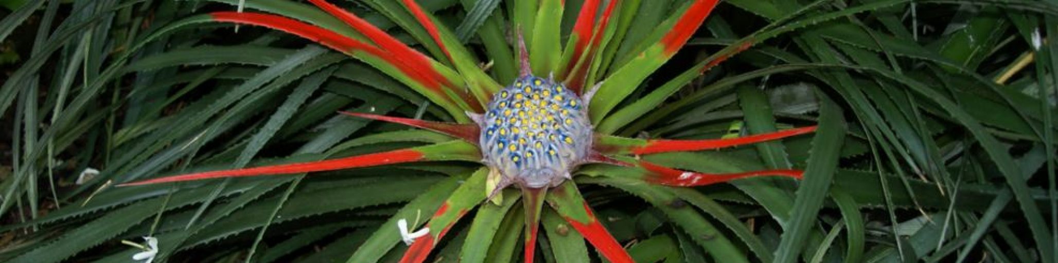 Fascicularia bicolor