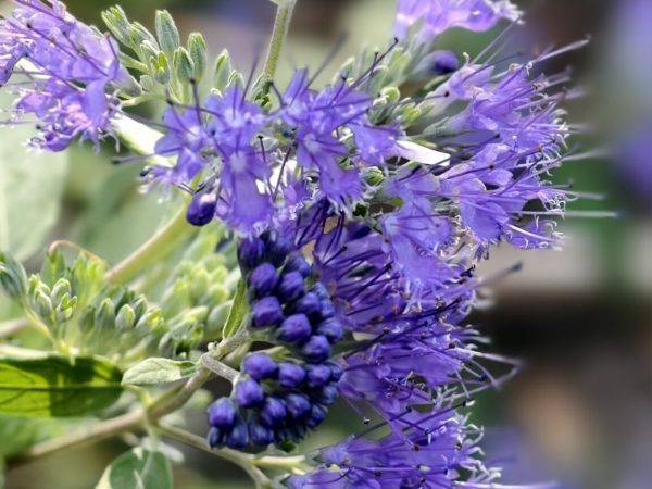 caryopteris