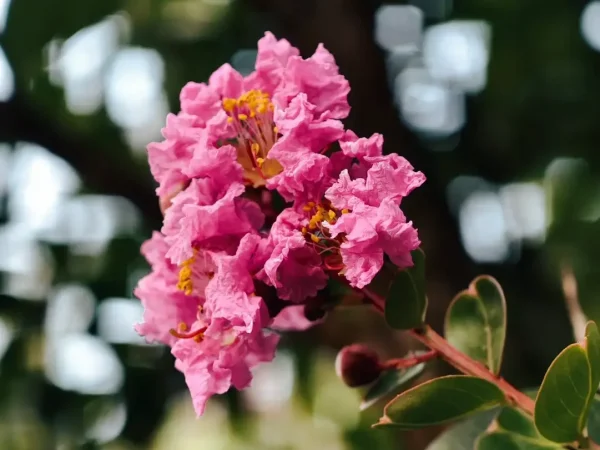 lagerstroemia