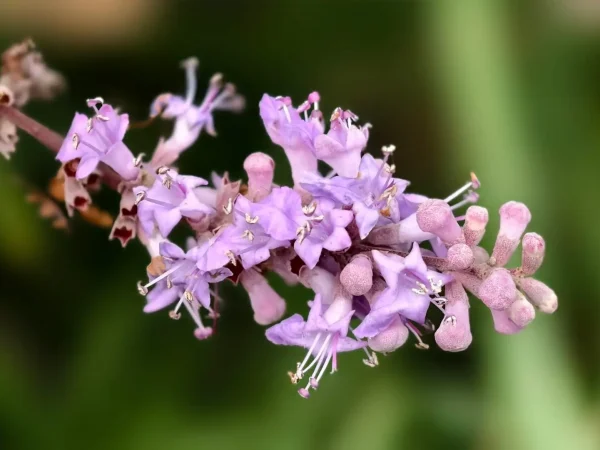 vitex agnus castus