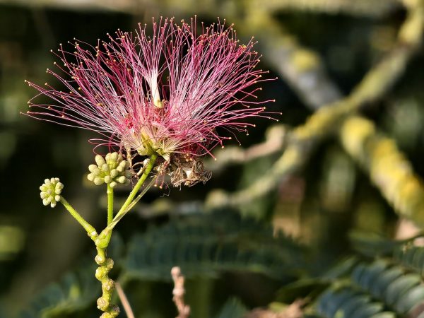 albizia