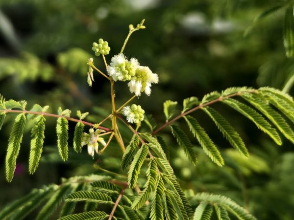 acacia angustissima var suffrutescens