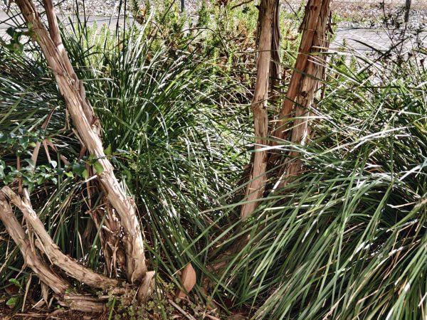 lomandra longifolia