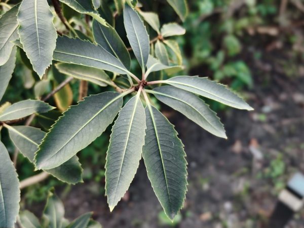 pittosporum dallii