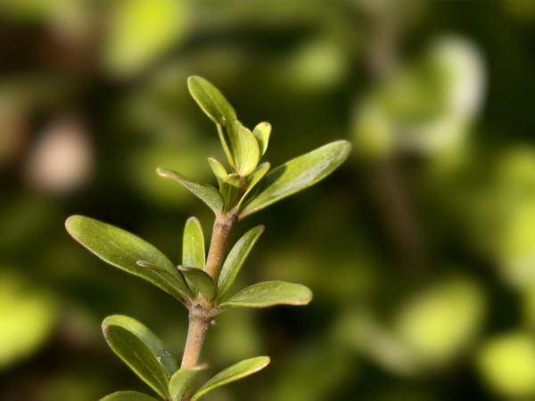 coprosma