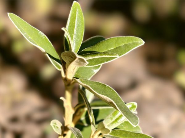 olearia