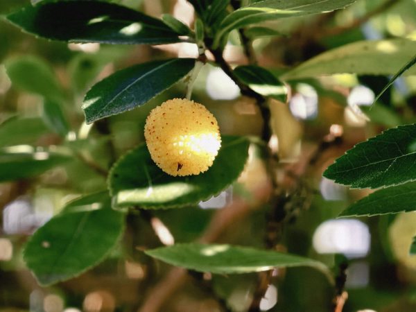 arbutus unedo