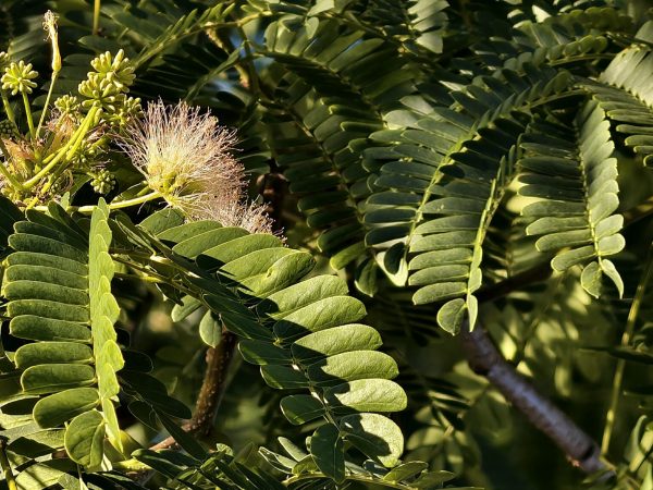 Albizia coreana