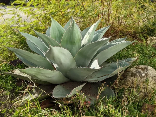 Agave ovatifolia