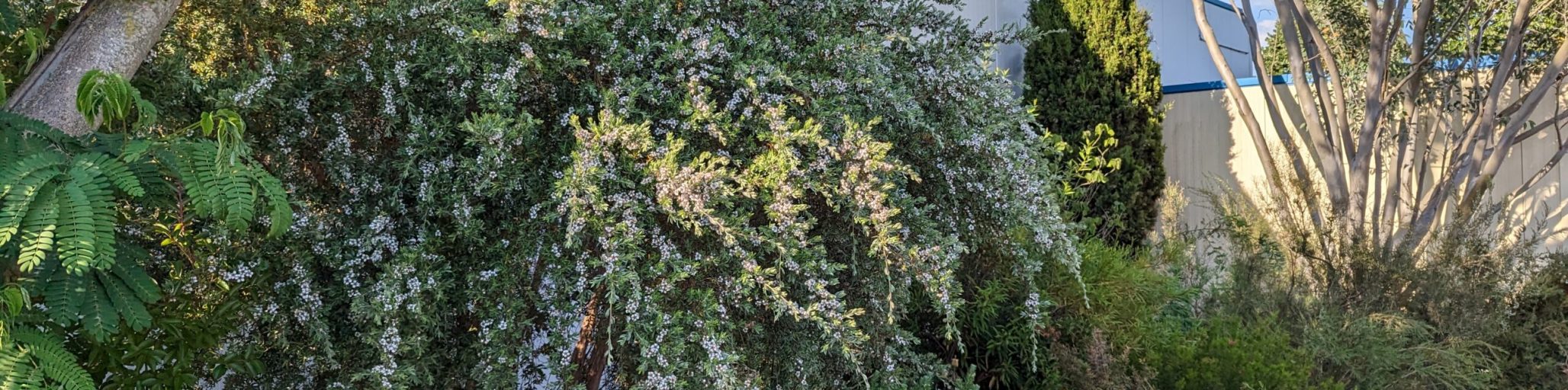 leptospermum namadgiensis