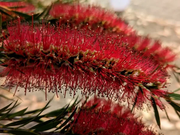 Callistemon