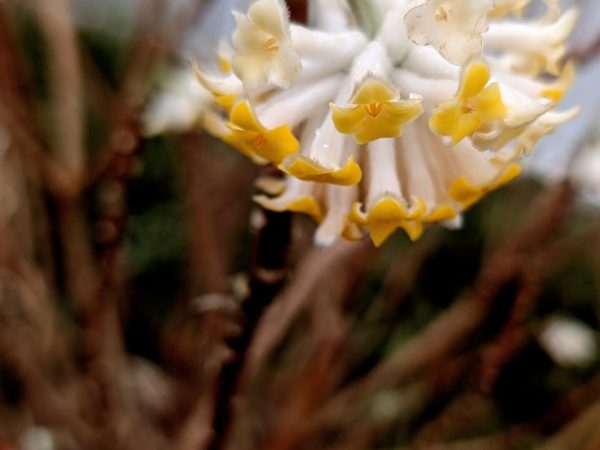 Edgeworthia