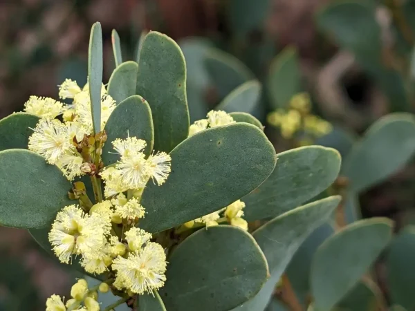 acacia alpina