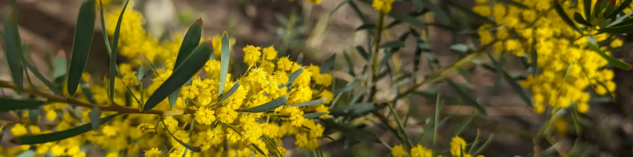 Acacia boormannii