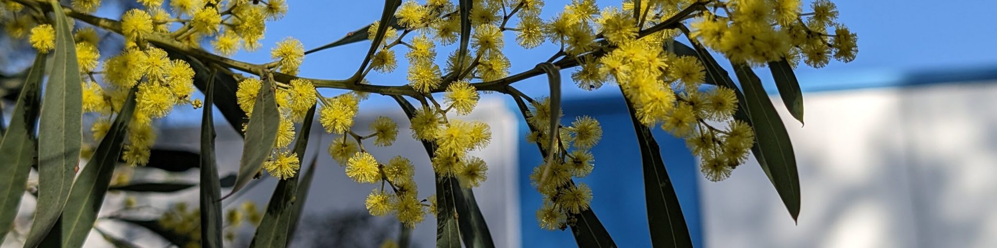 acacia rubida