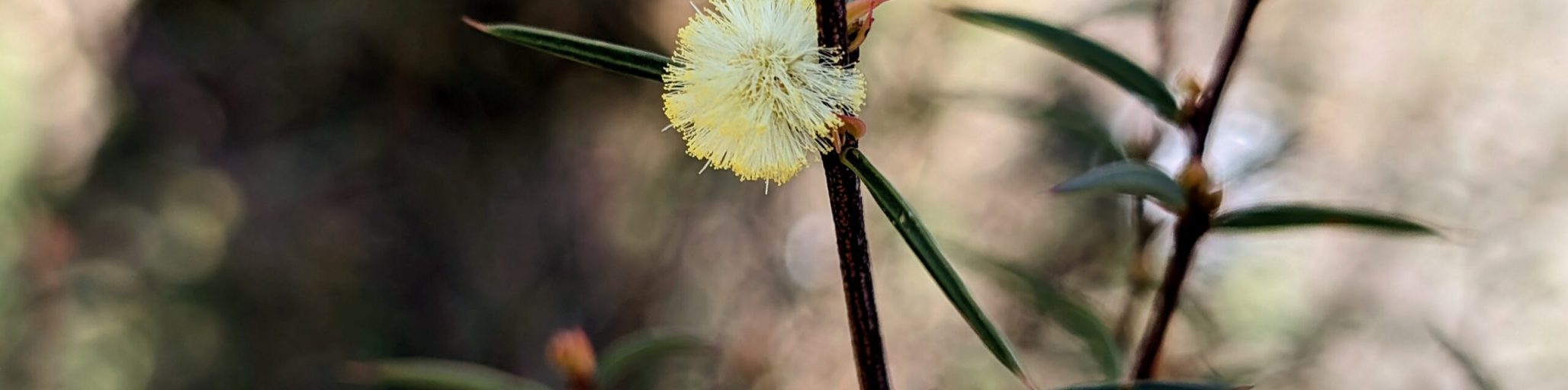 acacia siculiformis