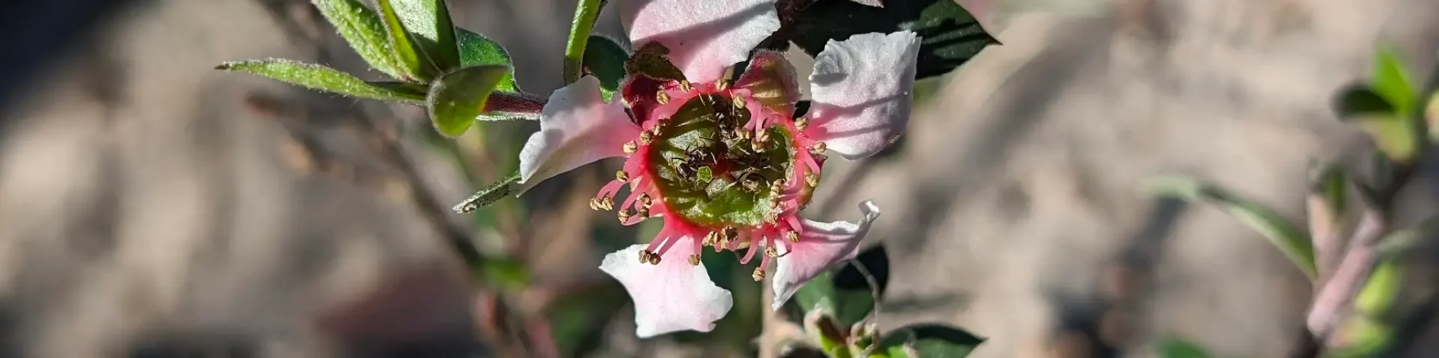 Leptospermum lanigerum mesmer eyes