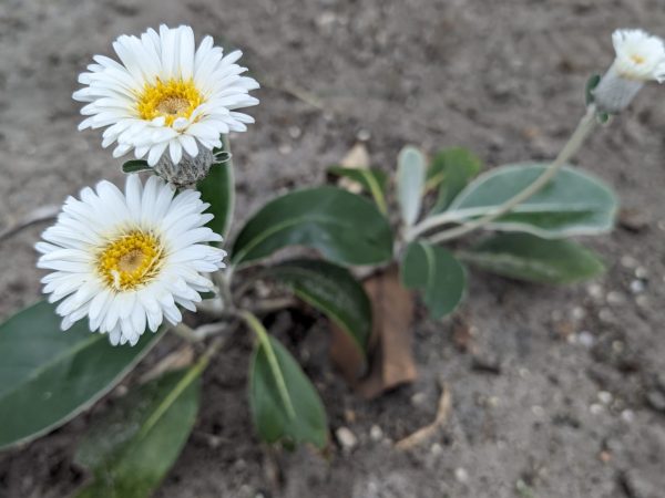 Pachystegia insignis 'Daizea Hardec'