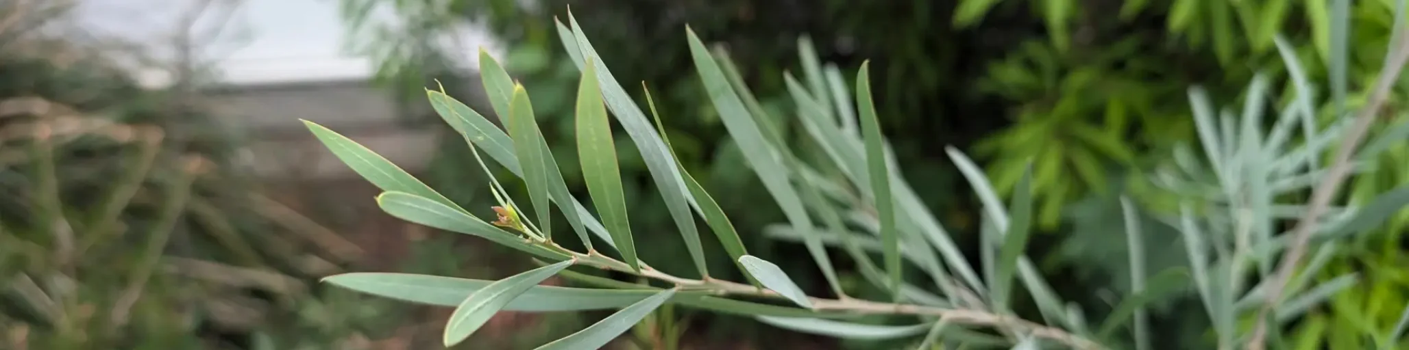 acacia retinodes