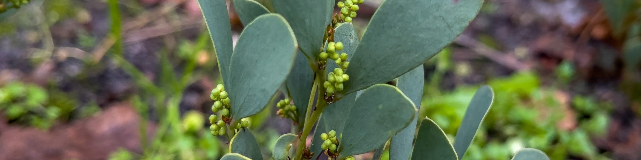 acacia alpina