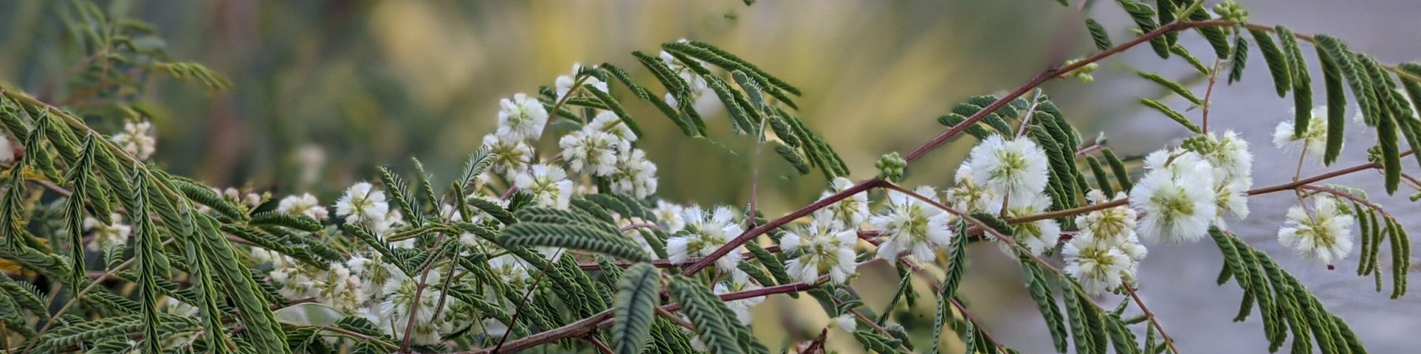 acacia angustissma var suffrutescens