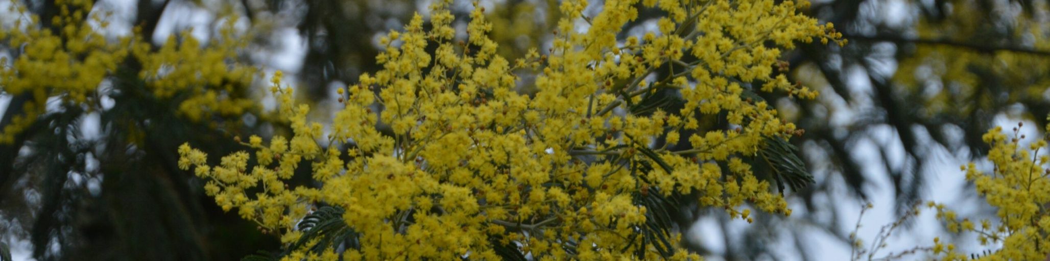 acacia dealbata subalpina