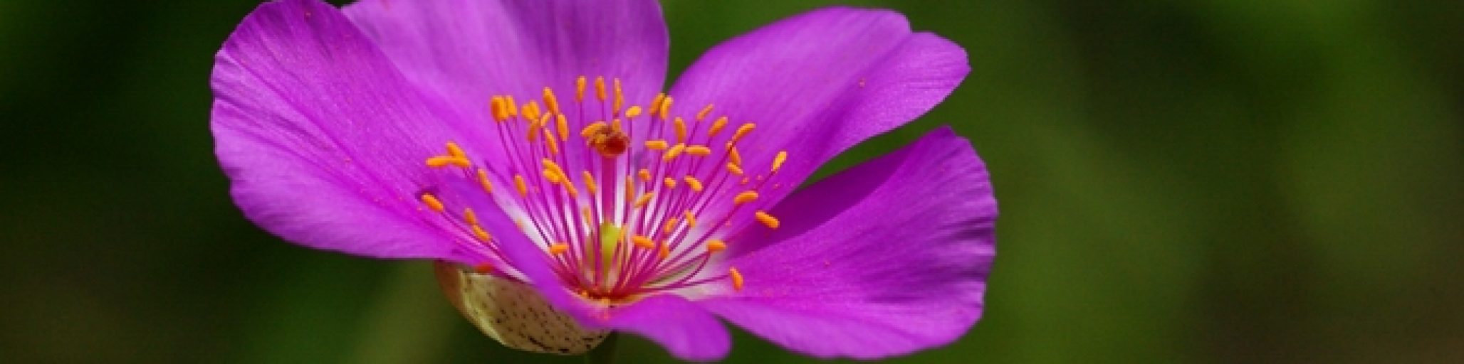 cisanthe grandiflora