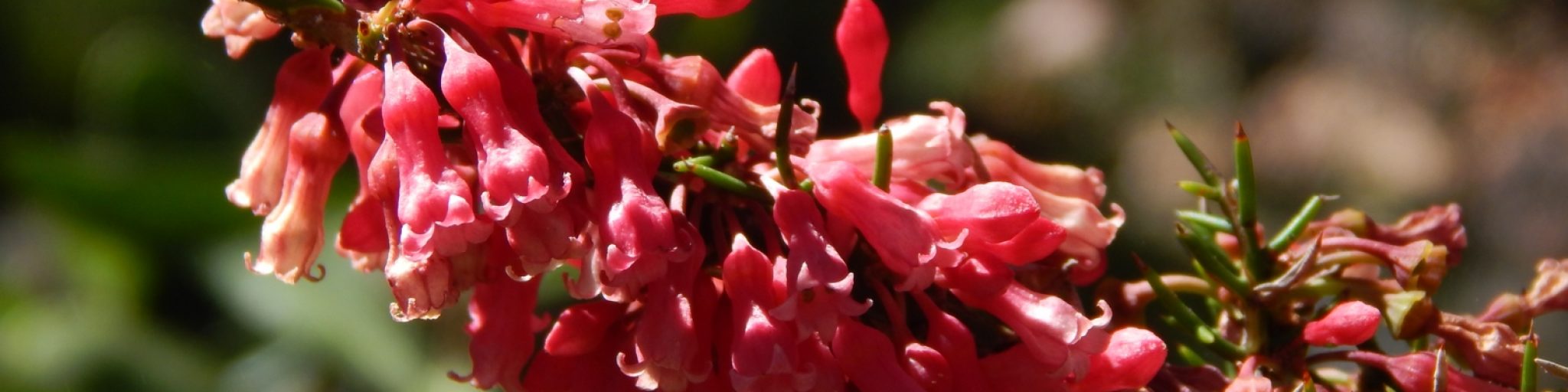 colletia ulicina