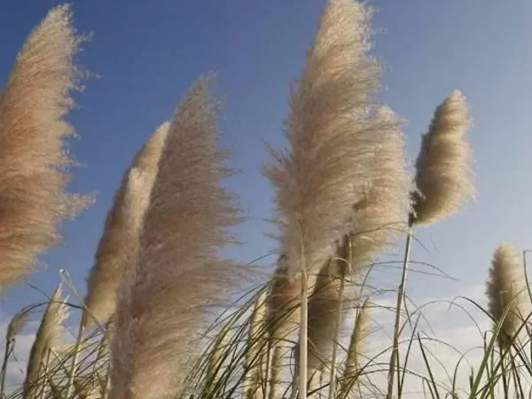 Cortaderia richardii