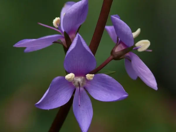 derwentia perfoliata