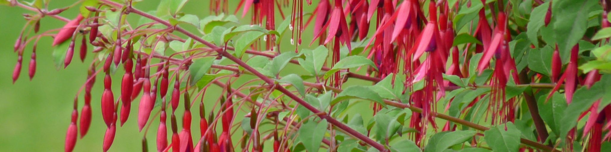 fuchsia magellanica