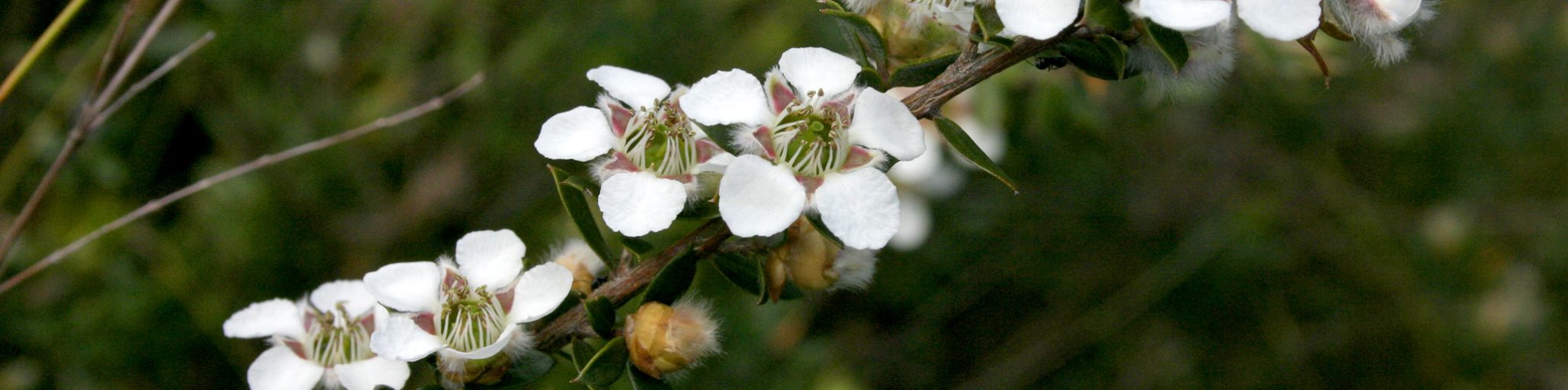 leptospermum grandifolium