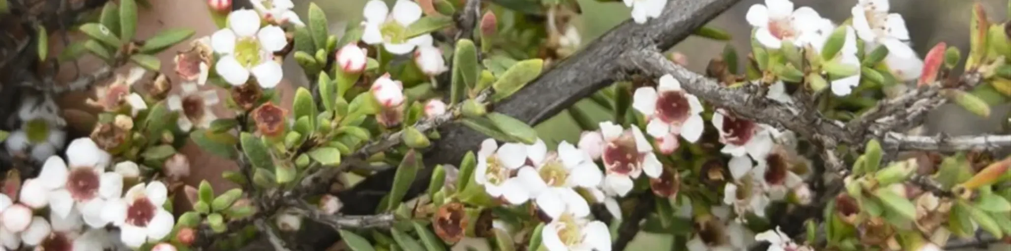 leptospermum myrtifolium