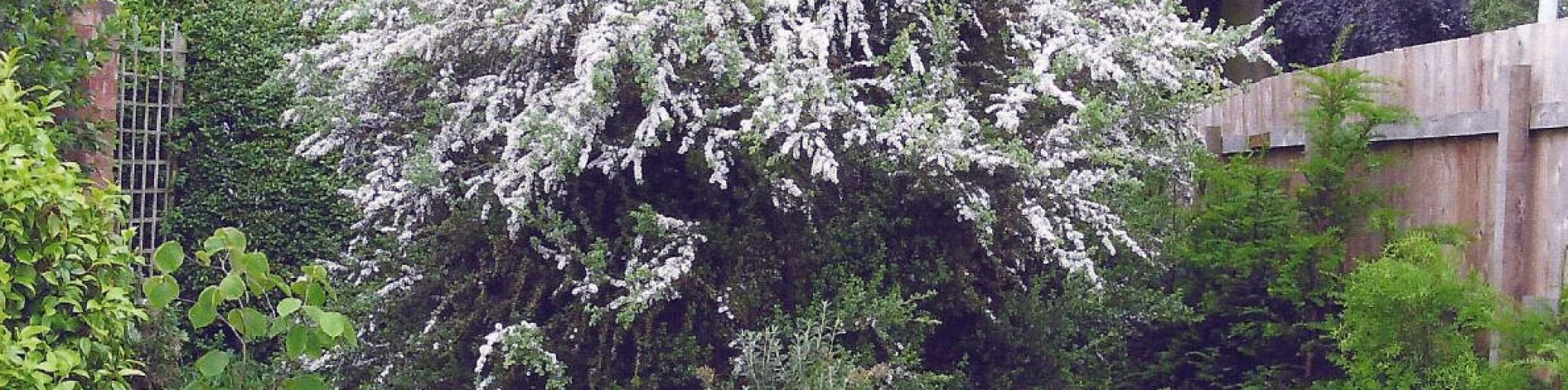 leptospermum obovatum