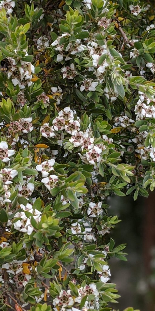 leptospermum namadgiensis