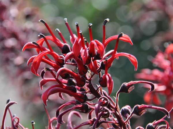 lobelia tupa