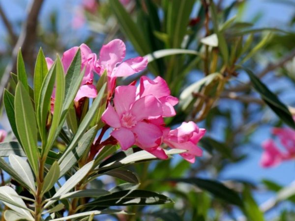 nerium oleander